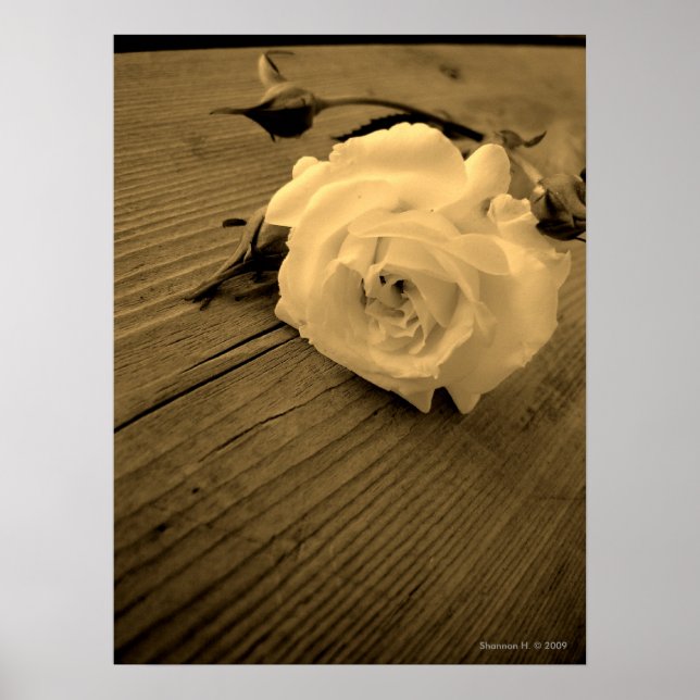 Vintage White Rose Sepia Poster (Front)