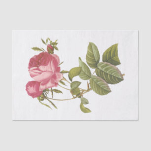 Vintage White Roses #3 Flowers Floral Tissue Paper