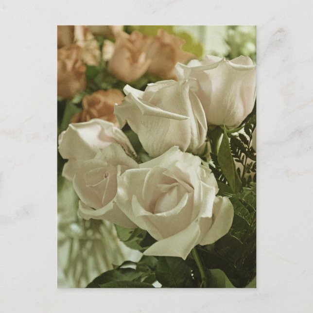 Vintage white roses print postcard (Front)