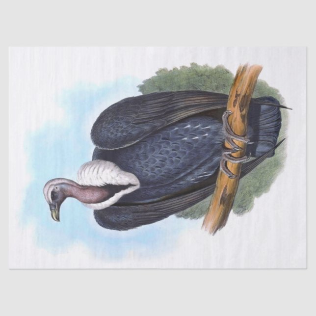 Vintage White-Rumped Vulture Bird Decoupage Tissue Paper (Front)