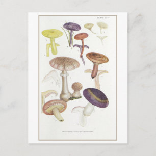 Vintage White-Spored Mushrooms Illustration Postcard