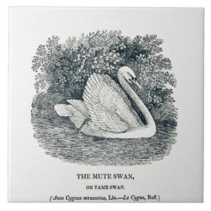 Vintage White Swan by Thomas Bewick Tile