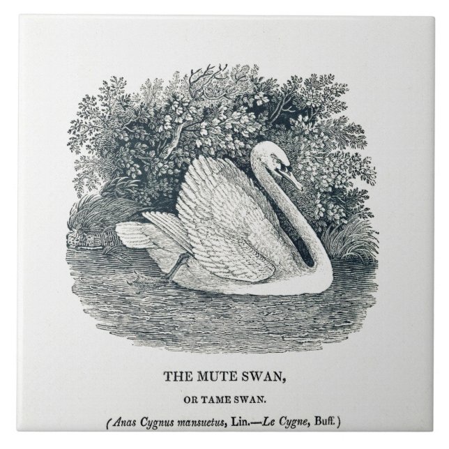 Vintage White Swan by Thomas Bewick Tile (Front)