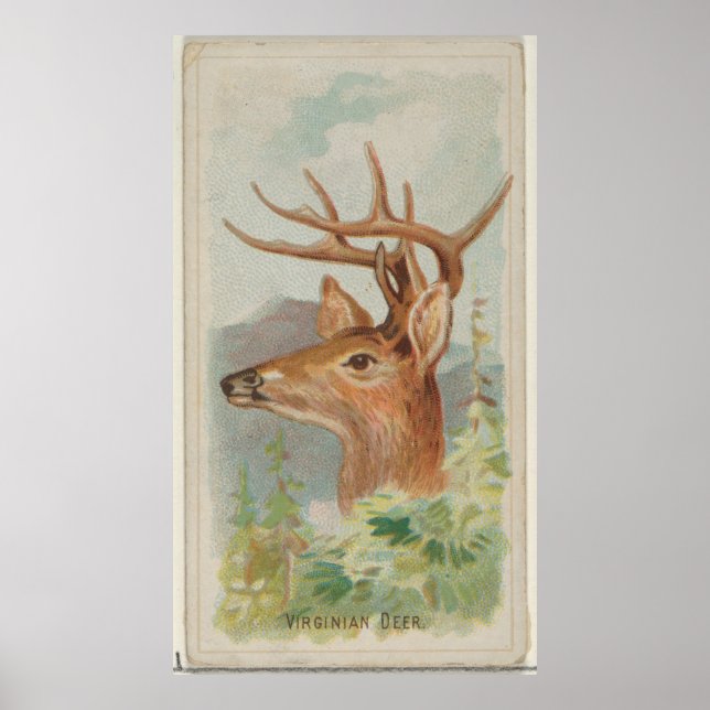 Vintage White Tail Deer Illustration (1888) Poster (Front)