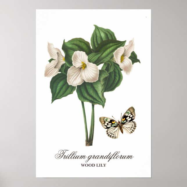 Vintage White Wood Lily Floral Print (Front)