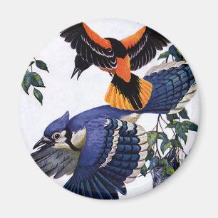 Vintage Wild Animals Birds, Blue Jays Flying Magnet