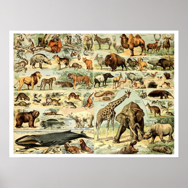 Vintage Wild Animals by Adolphe Millot Poster (Front)