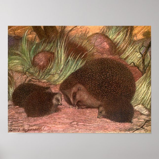 Vintage Wild Animals, Hedgehogs by Louis Sargent Poster (Front)