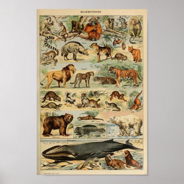 Vintage Wild Animals Illustration Poster (Front)
