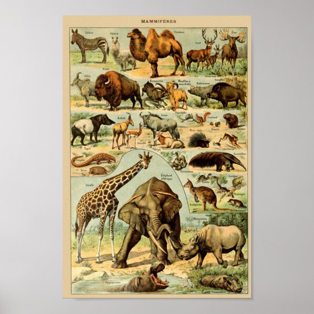 Vintage Wild Animals Illustration Poster (Front)