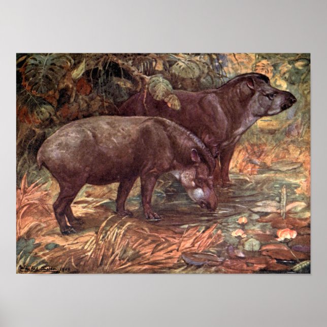 Vintage Wild Animals, Tapirs by Winifred Austen Poster (Front)
