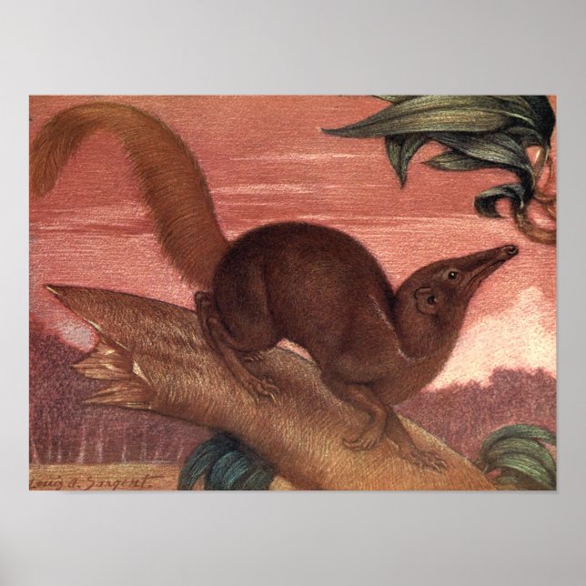 Vintage Wild Animals, Treeshrew by Louis Sargent Poster (Front)