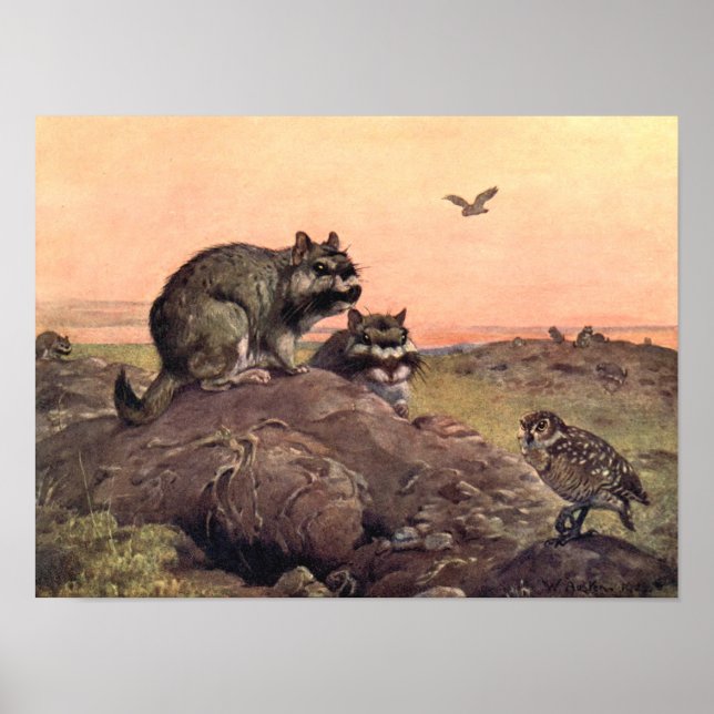 Vintage Wild Animals, Vizcachas by Winifred Austen Poster (Front)