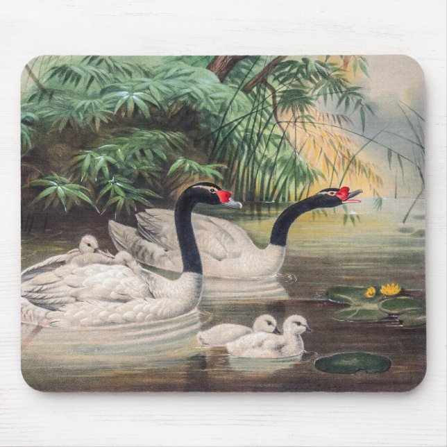 Vintage Wild Black-Necked Swan  Mouse Mat (Front)