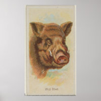 Vintage Wild Boar Illustration (1888)