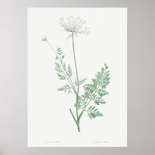 Vintage Wild Carrot Illustration, Retro Botanical Poster