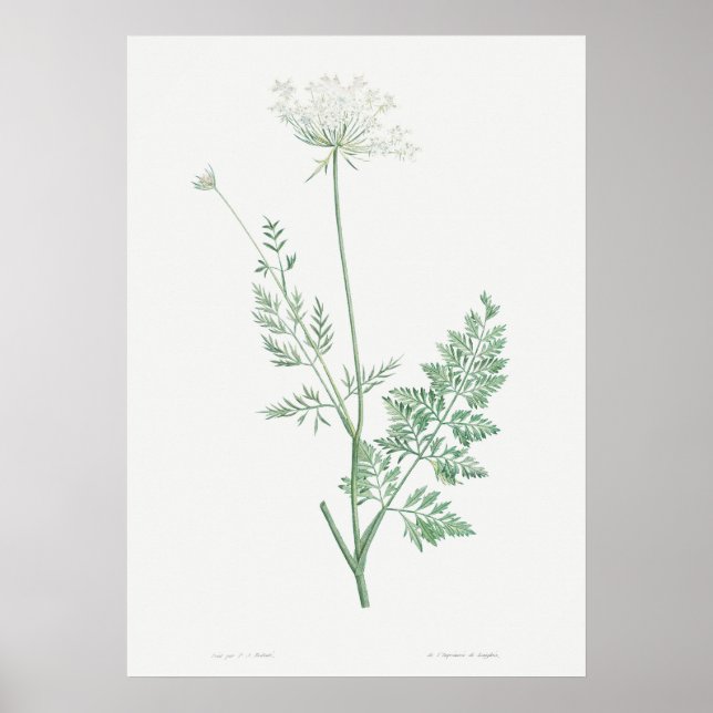 Vintage Wild Carrot Illustration, Retro Botanical Poster (Front)