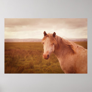 Vintage wild horse photograph poster