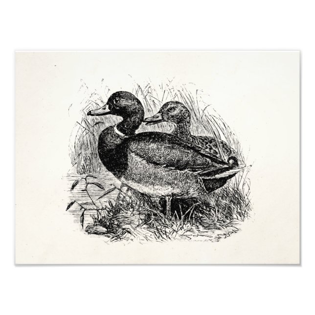 Vintage Wild Mallard Ducks Personalised Template Photo Print (Front)