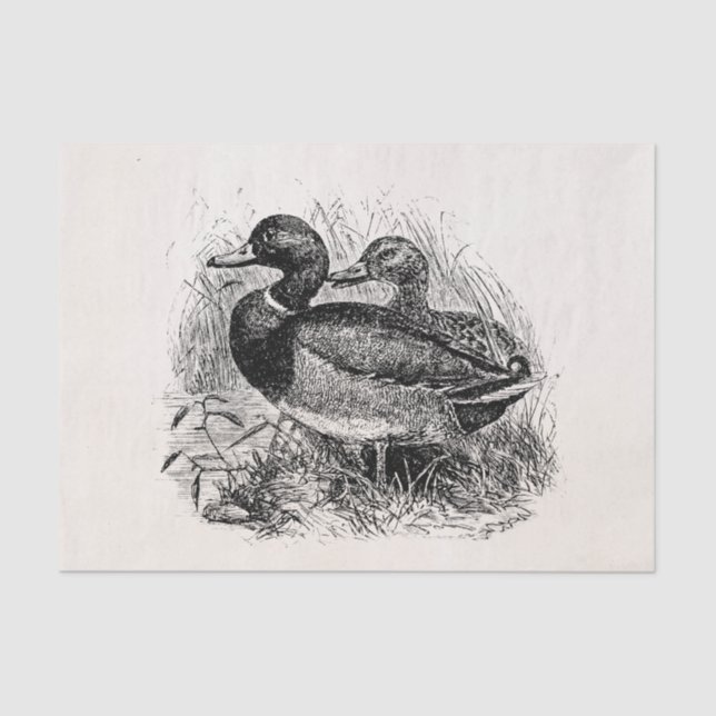 Vintage Wild Mallard Ducks Personalised Template Tissue Paper (Front)