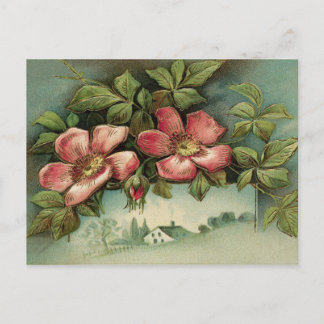 Vintage Wild Roses Postcard