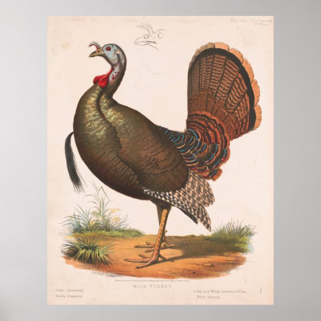 Vintage Wild Turkey Illustration (1872) Poster (Front)