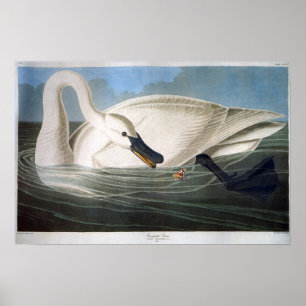 Vintage Wild White Trumpeter Swan Poster