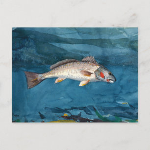 Vintage Winslow Homer Channel Bass Postcard