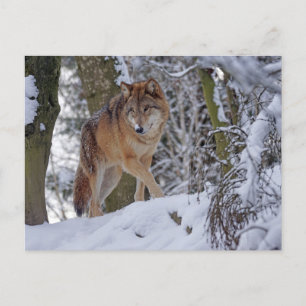 Vintage Winter Wolf Postcard