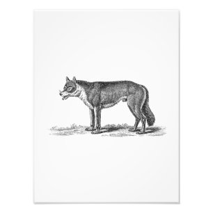 Vintage Wolf Illustration - 1800's Wolves Templat Photo Print