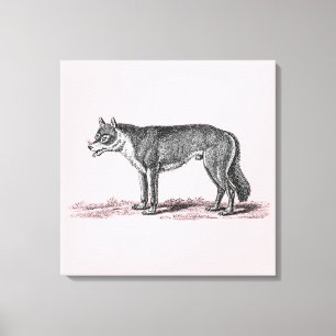 Vintage Wolf Illustration - 1800's Wolves Template Canvas Print