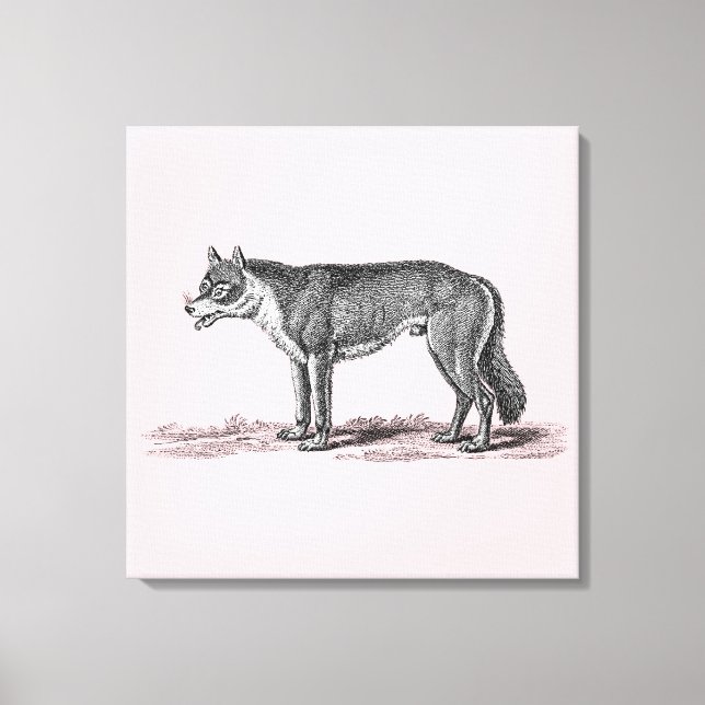 Vintage Wolf Illustration - 1800's Wolves Template Canvas Print (Front)