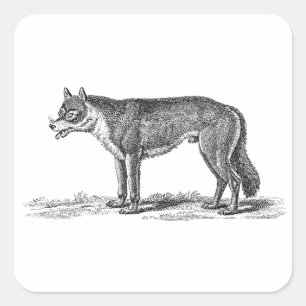 Vintage Wolf Illustration - 1800's Wolves Template Square Sticker