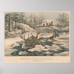 Vintage Wolf Pack Hunting a Moose Illustration Poster