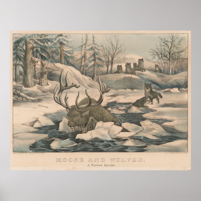 Vintage Wolf Pack Hunting a Moose Illustration Poster (Front)