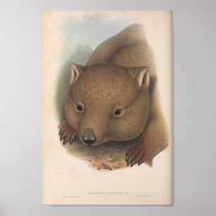 Vintage Wombat Illustration Poster