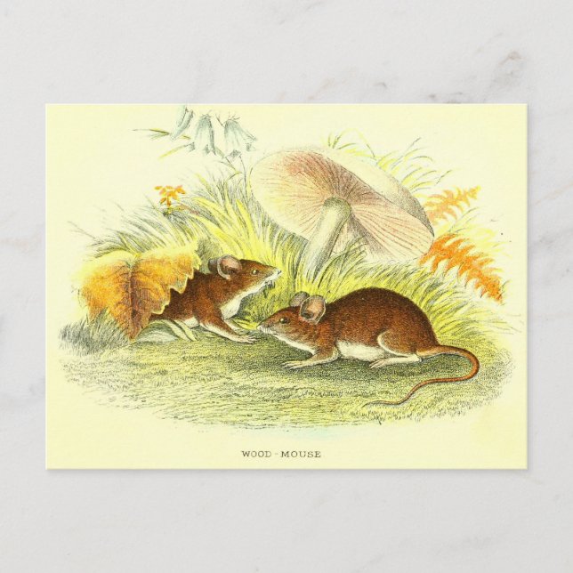 Vintage Wood-Mouse Illustration Postcard (Front)