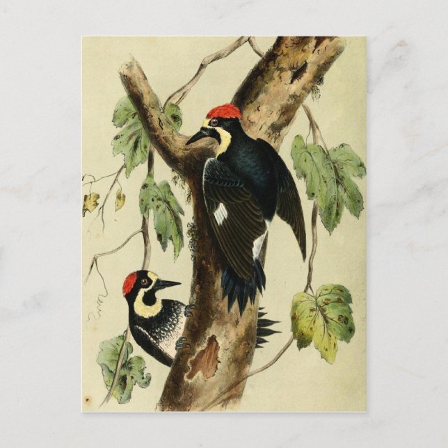Vintage Woodpecker Bird Postcard (Front)
