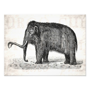 Vintage Woolly Mammoth Illustration Wooly Mammoths Photo Print