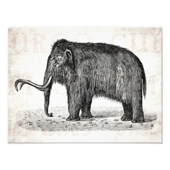 Vintage Woolly Mammoth Illustration Wooly Mammoths Photo Print (Front)