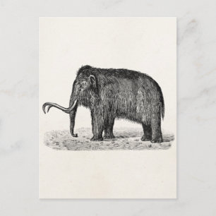 Vintage Woolly Mammoth Illustration Wooly Mammoths Postcard