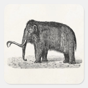 Vintage Woolly Mammoth Illustration Wooly Mammoths Square Sticker