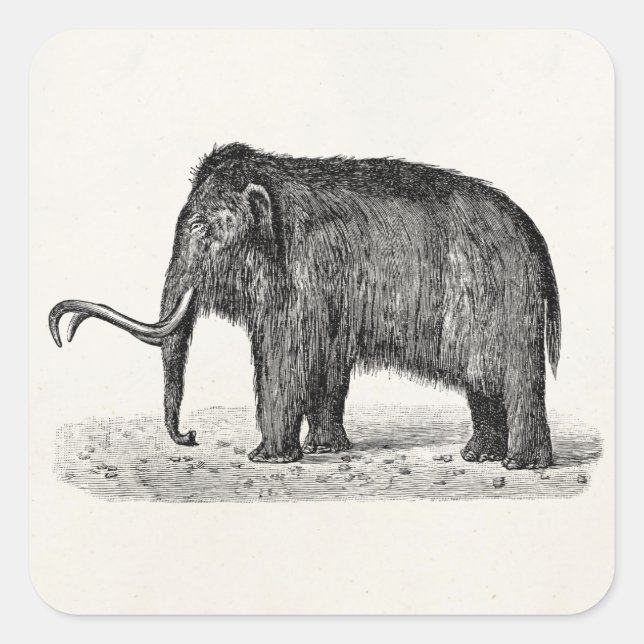 Vintage Woolly Mammoth Illustration Wooly Mammoths Square Sticker (Front)