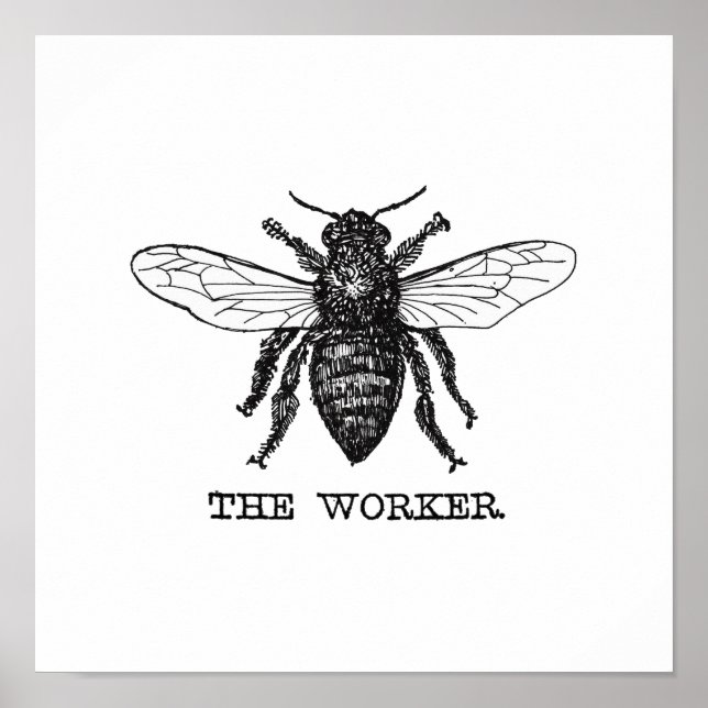 Vintage Worker Bee Illustration Poster (Front)