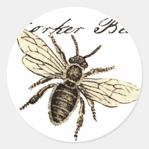 Vintage Worker Bee Insect Illustration Antique Classic Round Sticker