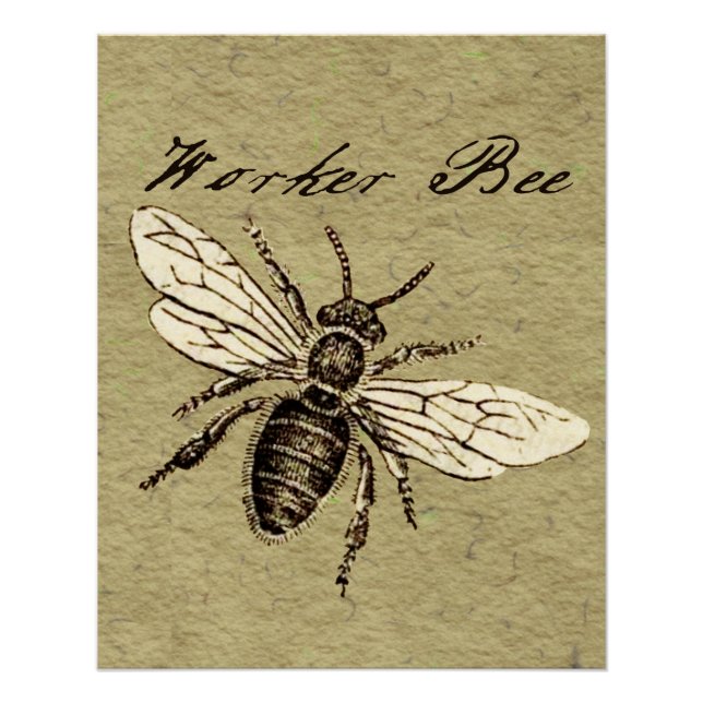 Vintage Worker Bee Insect Illustration Antique Poster (Front)