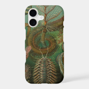 Vintage Worms Annelids Chaetopoda by Ernst Haeckel
