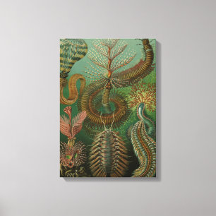 Vintage Worms Annelids Chaetopoda by Ernst Haeckel Canvas Print