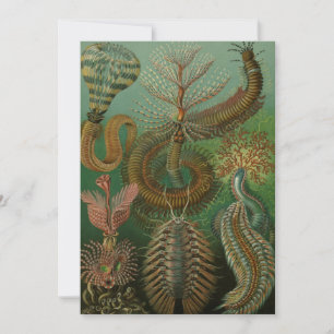 Vintage Worms Annelids Chaetopoda by Ernst Haeckel Invitation