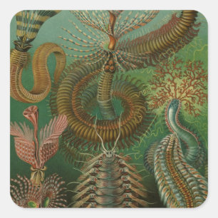 Vintage Worms Annelids Chaetopoda by Ernst Haeckel Square Sticker